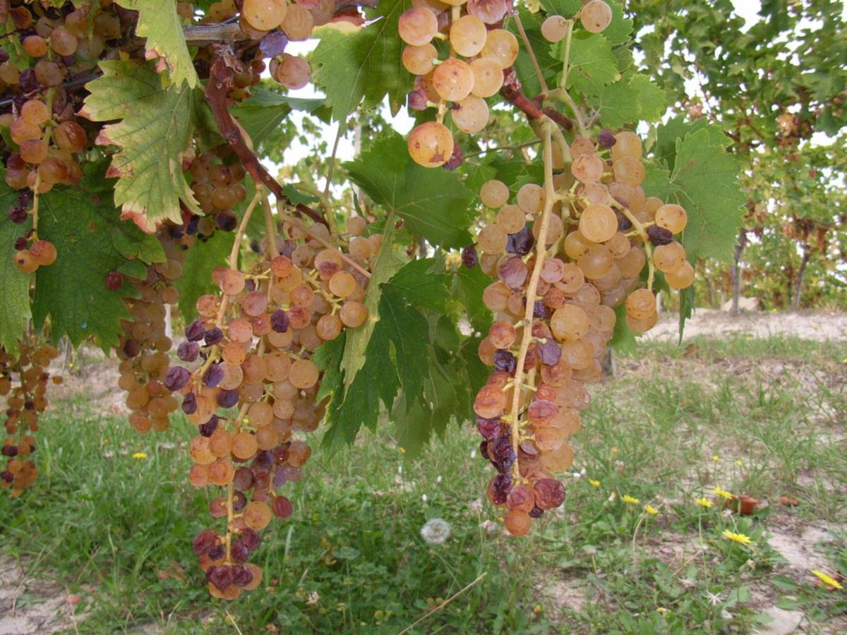 Agriturismo Rupestr Canelli Eksteriør bilde